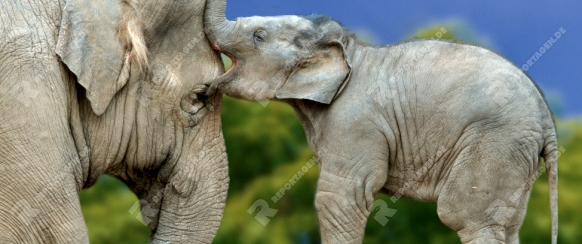 Asian Elephant with young   /   (Elephas maximus)  /   Asiatischer Elefant mit Jungtier